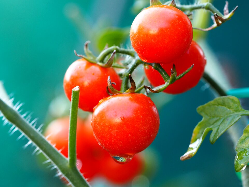 Food fresh healthy