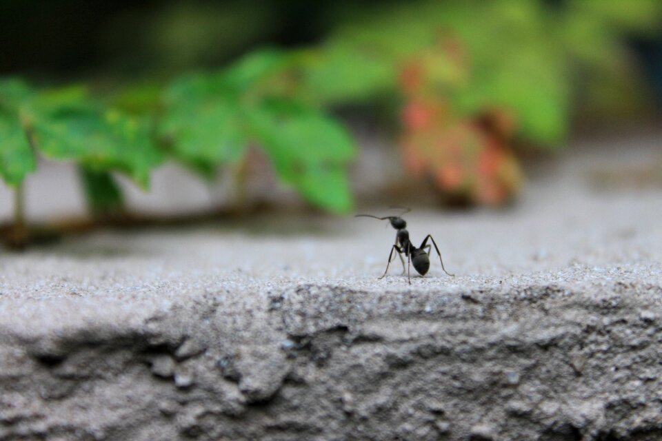 Animal macro biology