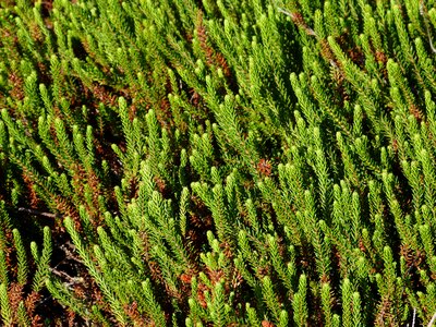 Nature reserve landscape peat bog photo