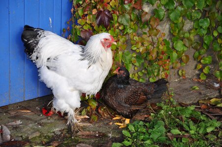 Poultry hahn free range photo