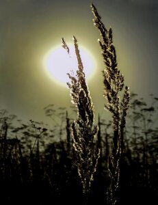 Sun grass nature photo