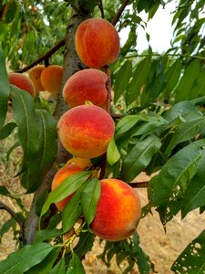Room peach plantation