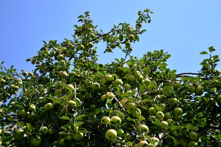 Fruit tree apple orchard healthy