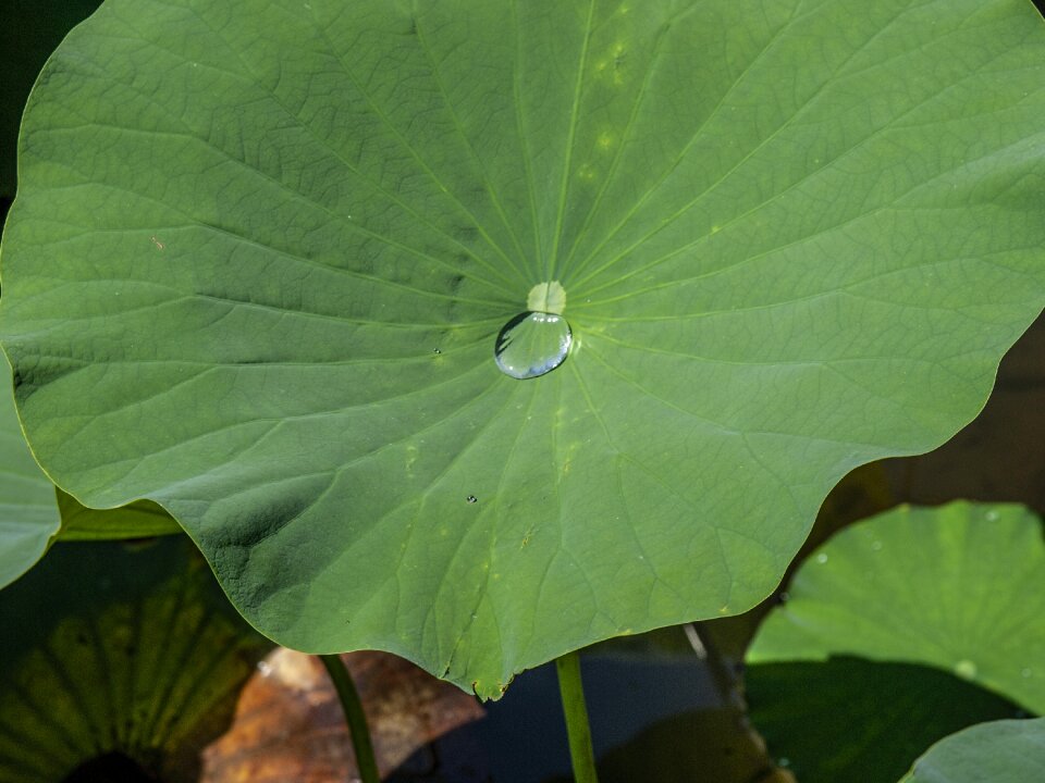 Repellent flora leaves