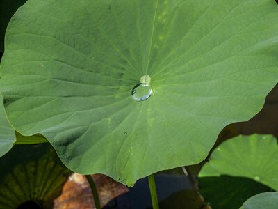 Repellent flora leaves