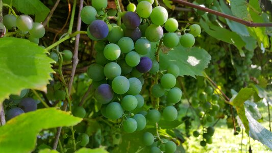 The cultivation of grapes fruit photo