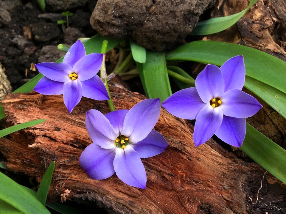 Blue pistil petals