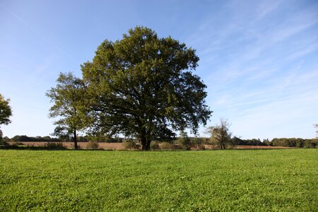 Tree oak nature