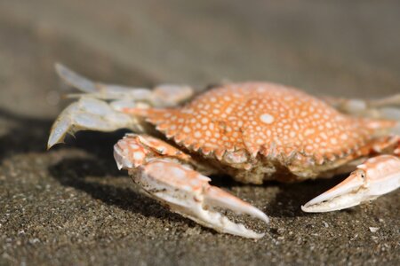 Coast crustaceans sand