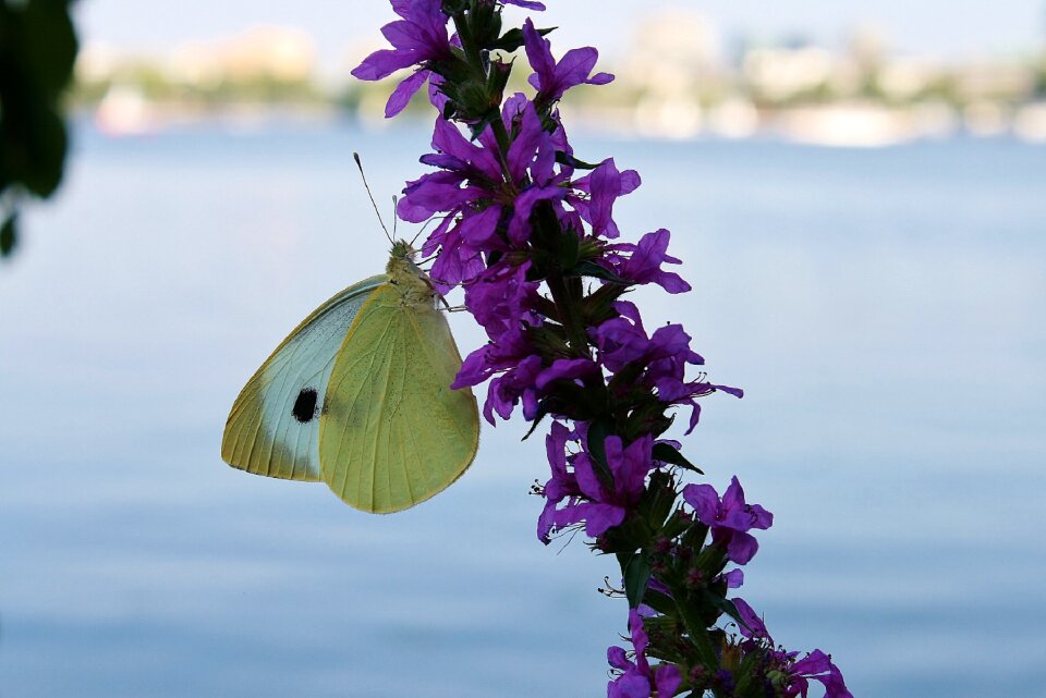 Bloom nature insect