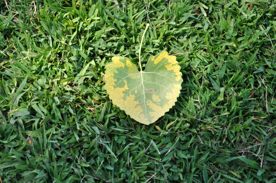 Nature grass yellow