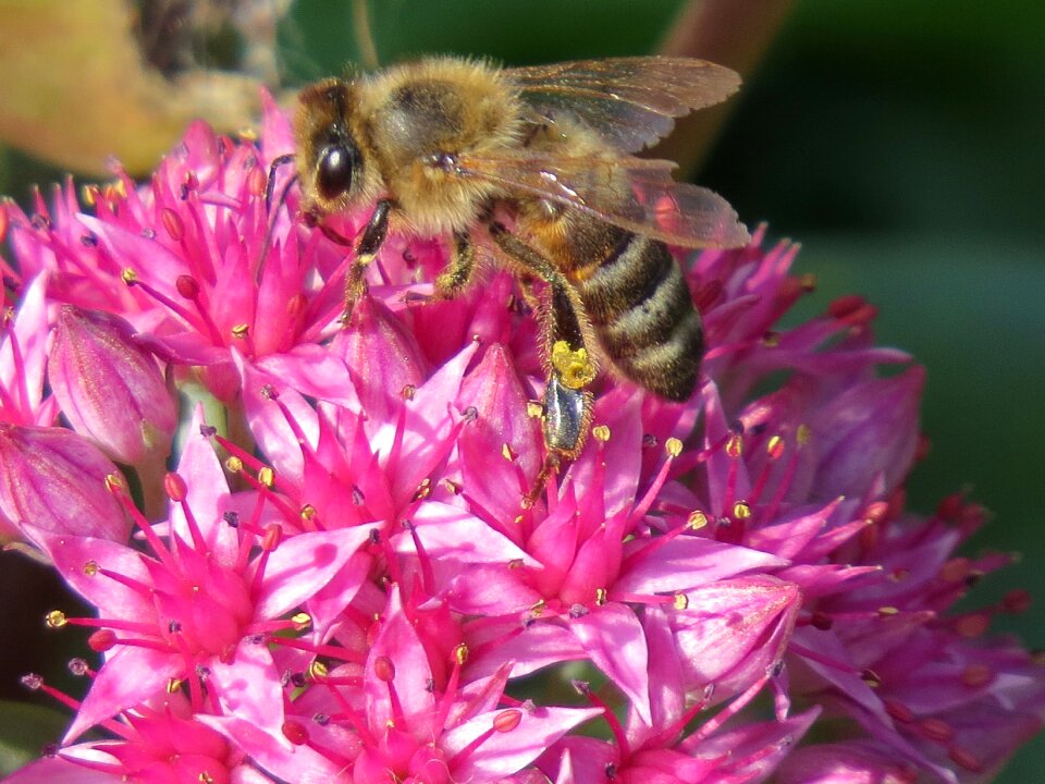 Collect nectar pollen