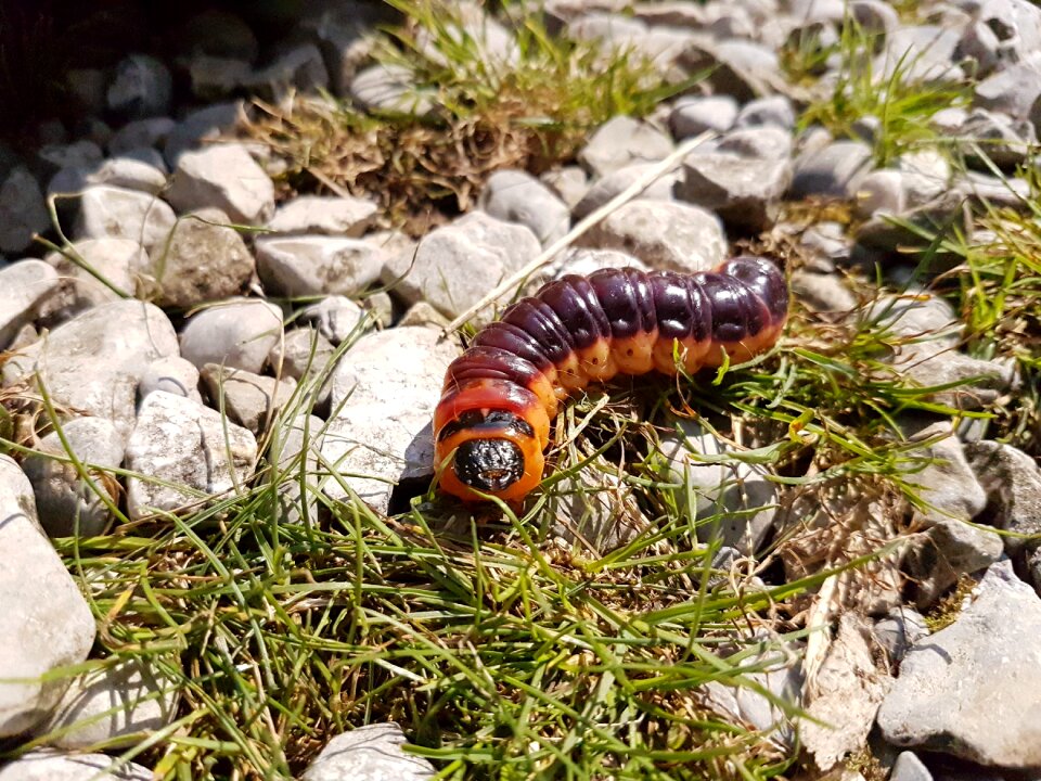 Outdoor stone wood borer family