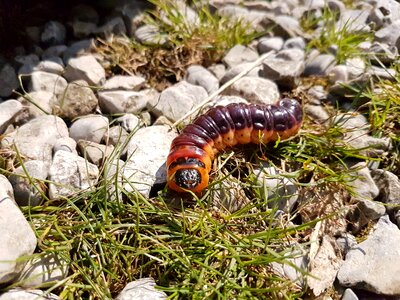 Outdoor stone wood borer family
