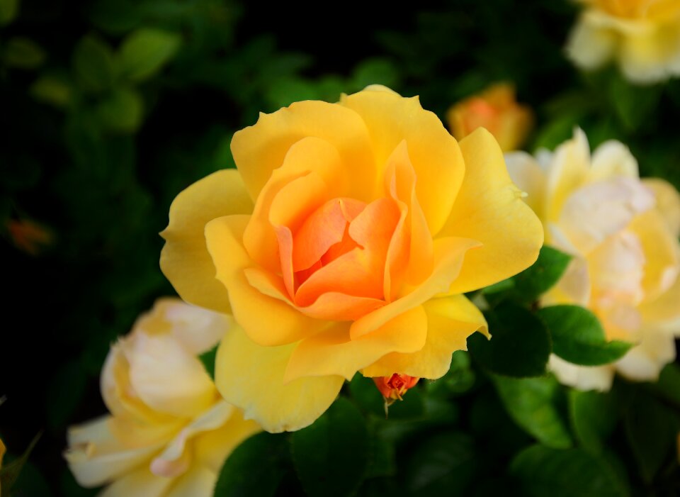 Floribunda yellow garden