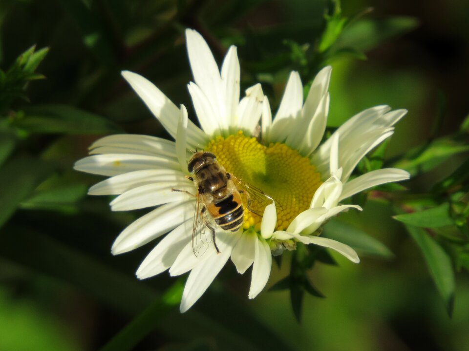 Daisy pollination nutrition