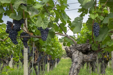 Winegrowing grapevine vines stock