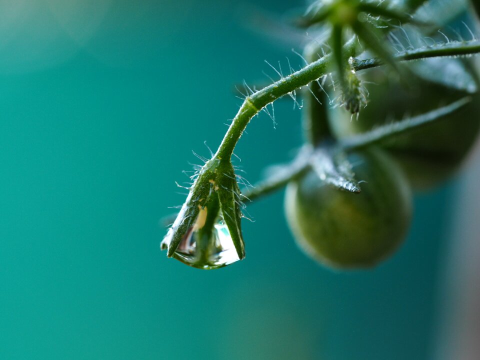 Close up nature macro