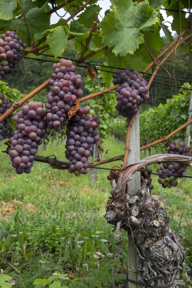 Winegrowing grapevine vines stock