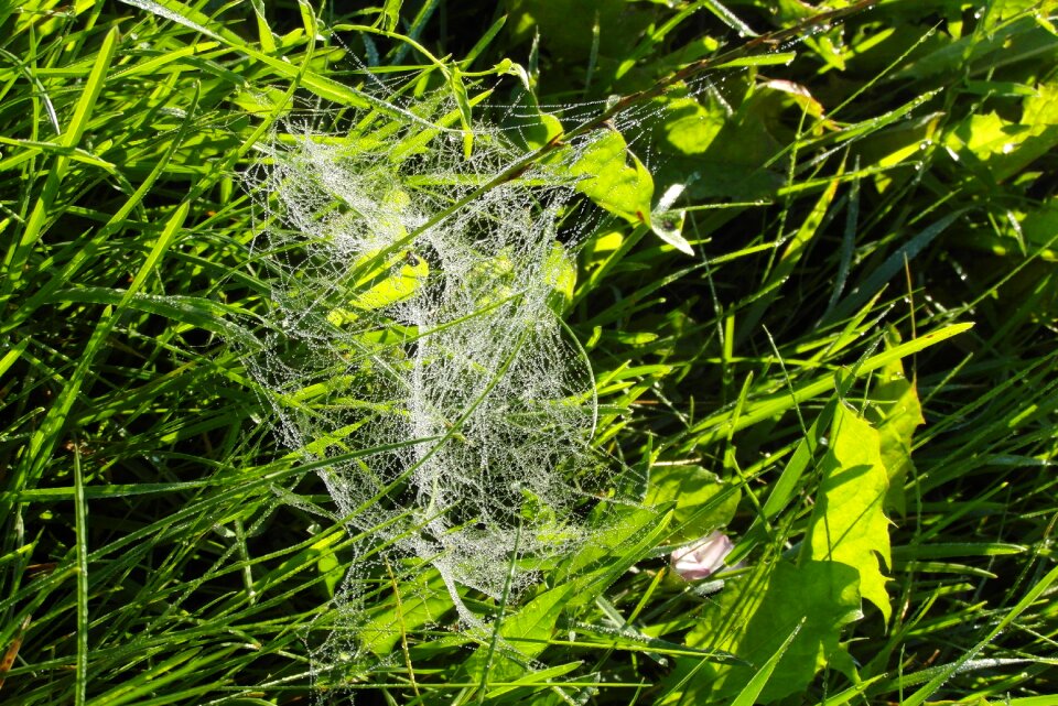 Cobweb rosa nature