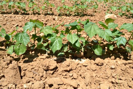 Development vegetative cotton