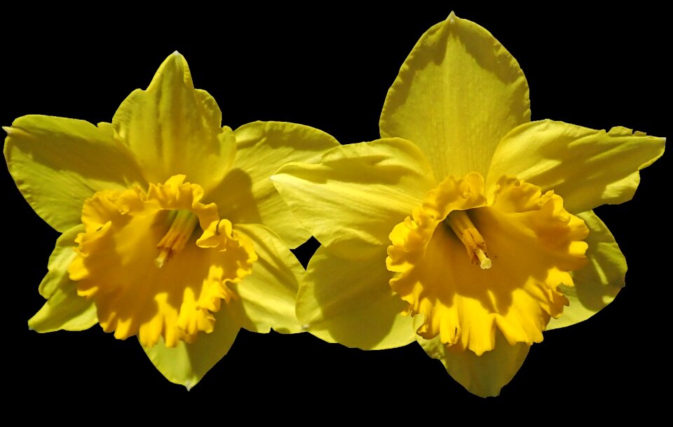 Bulbs garden nature