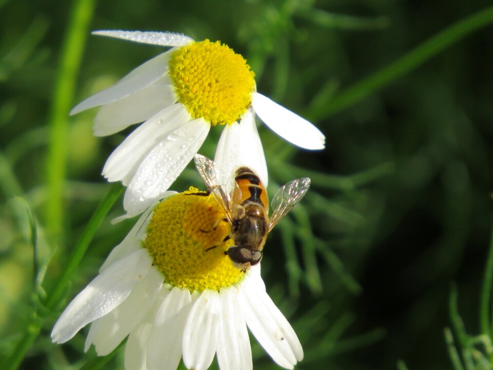Daisy drug pollination