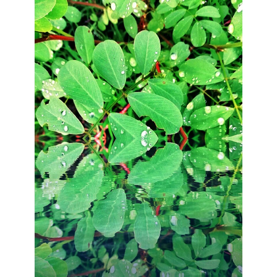 Honor9lite green photography