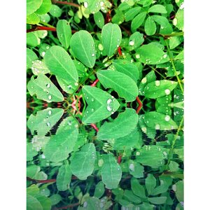 Honor9lite green photography