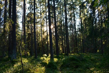 Landscape scenic green photo