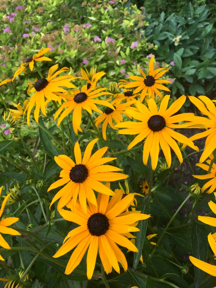 Yellow nature coneflower