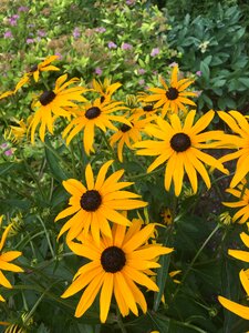 Yellow nature coneflower