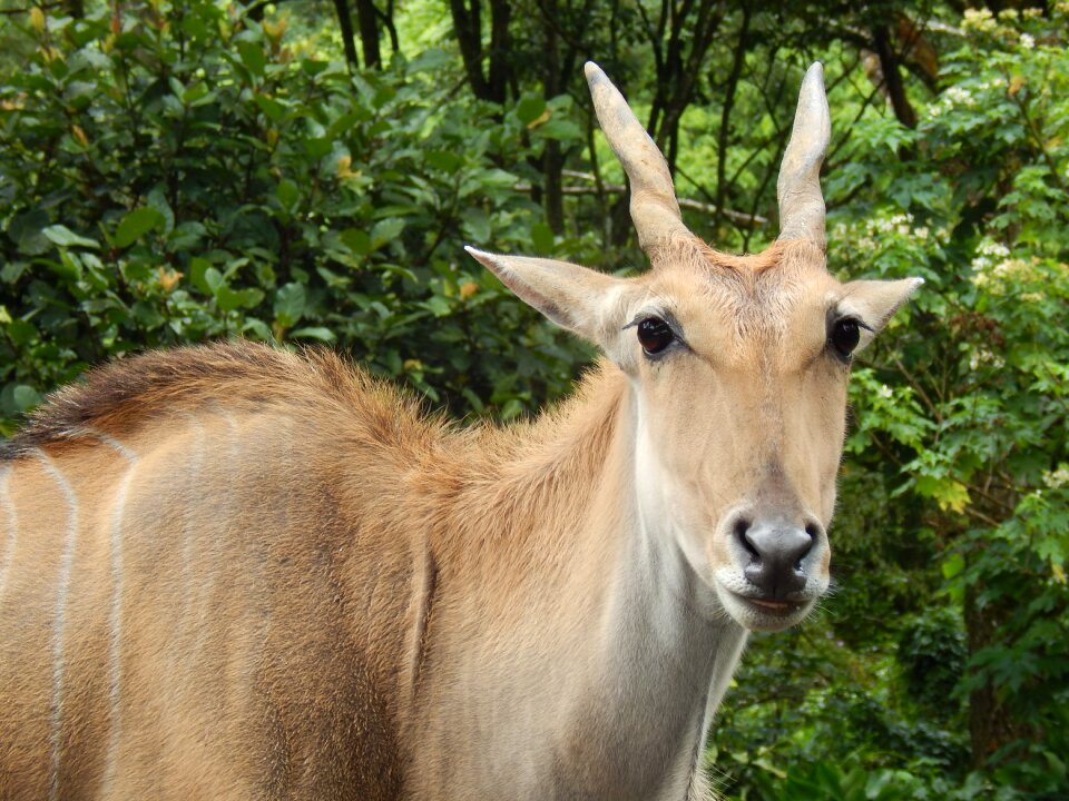 Mammal nature safari