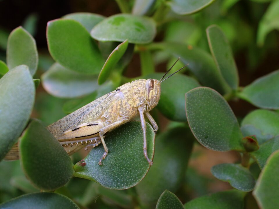 Insect nature summer