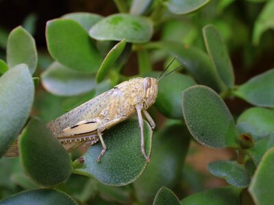 Insect nature summer