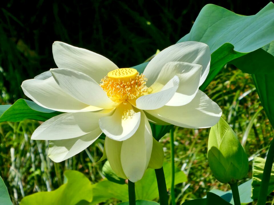Nature water yellow