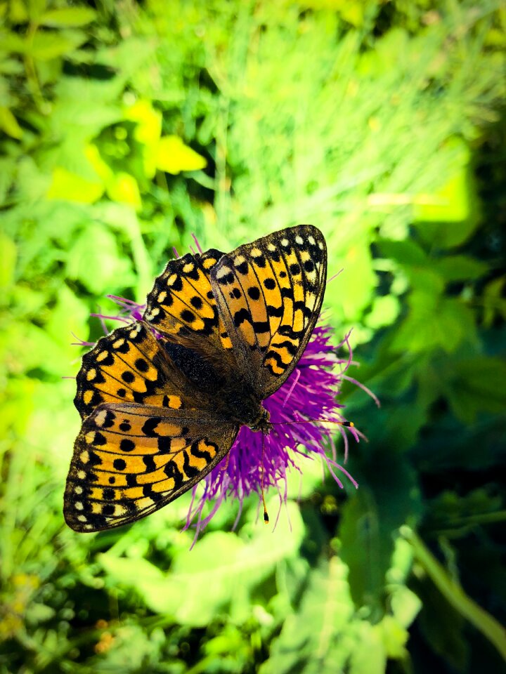 Butterflies flowers mountain