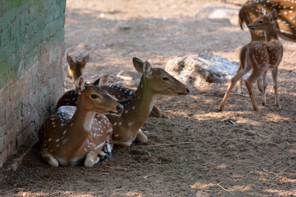 Wild wildlife buck photo