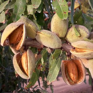 Almond maturation fruit