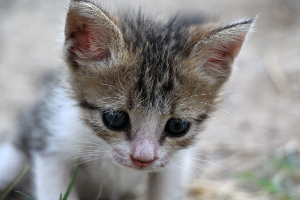 Animal little sweet