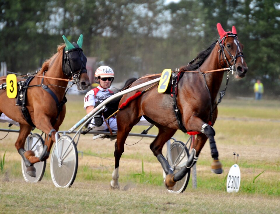 Jockey trot equestrian