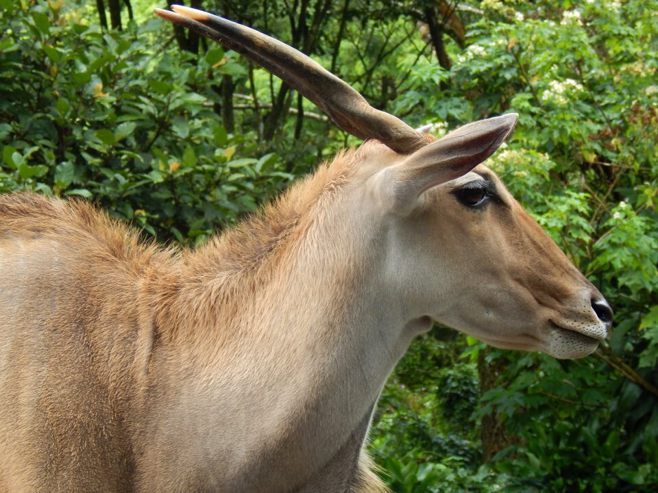 Mammal nature horn