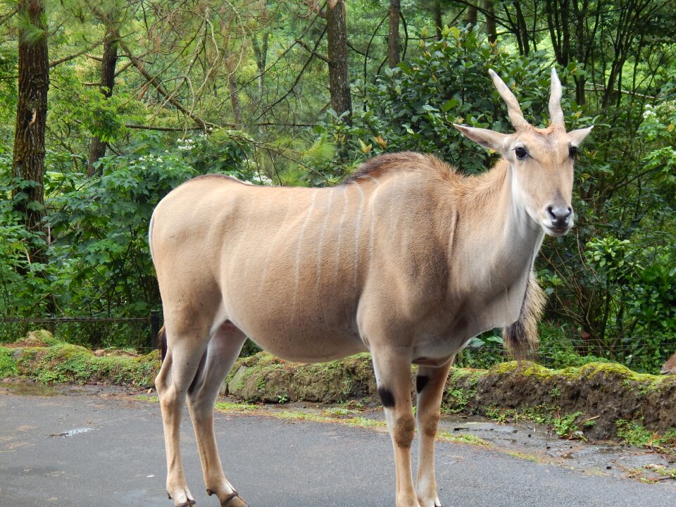 Mammal nature