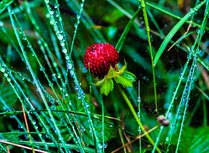 Red fruit berry photo