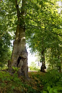 Deciduous forest greenery tree trunk photo