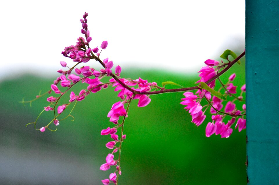 Nice tree coloring