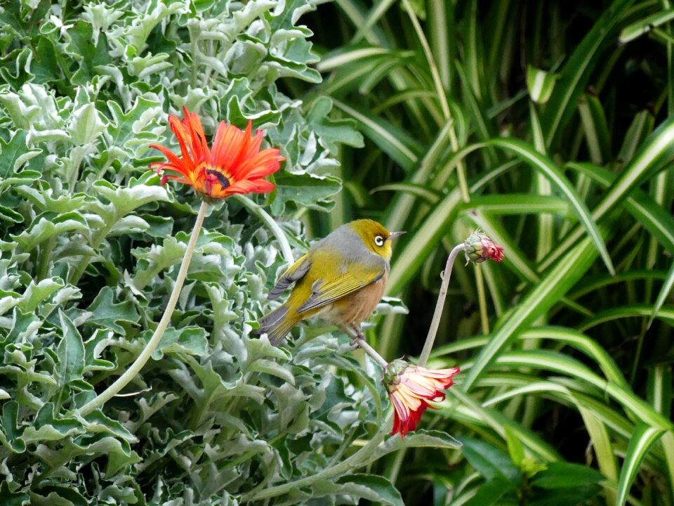 Animal world plumage landscape