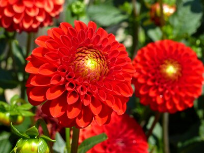 Red dahlia autumn photo