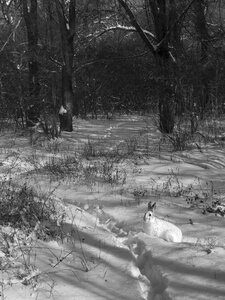 Hare nature trees