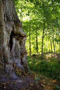 Deciduous forest greenery tree trunk photo